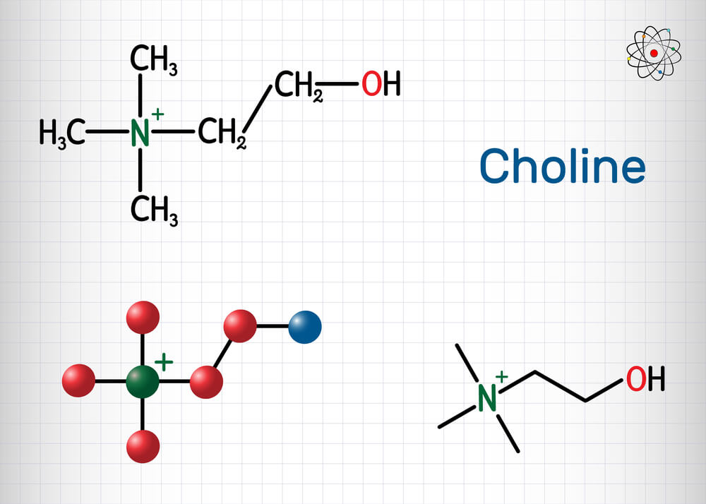 Choline - Modafinil.org Choline