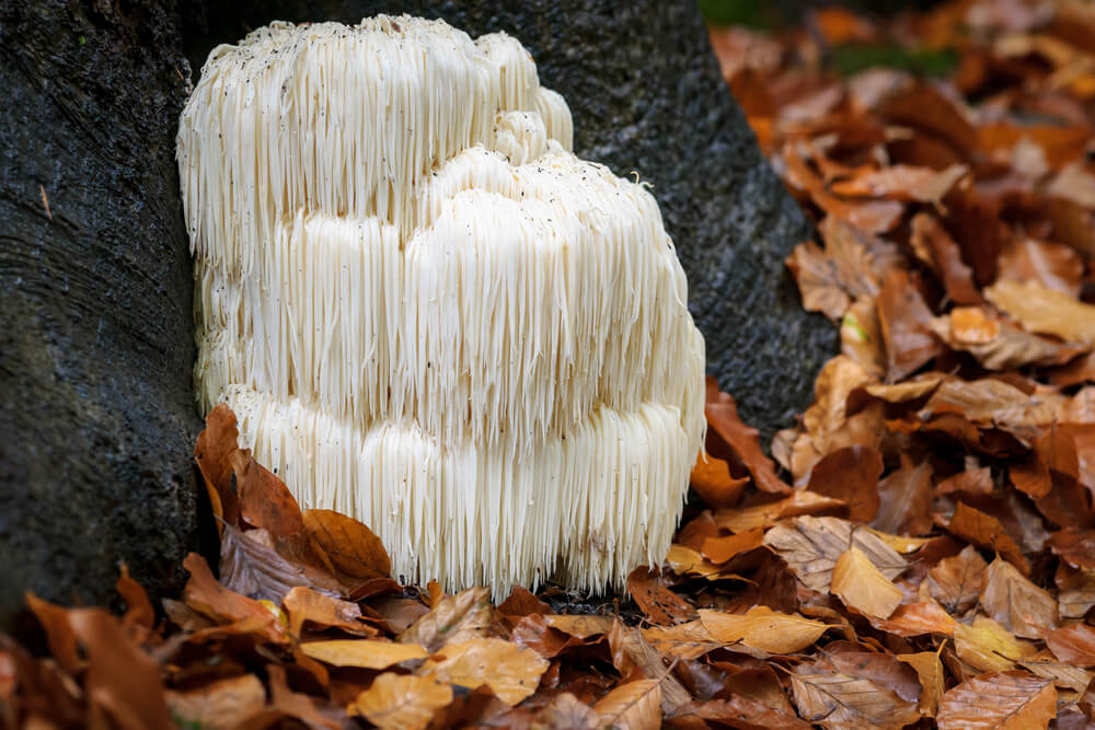 Lion's Mane in the Forest - Modafinil.org Lion's Mane in the Forest