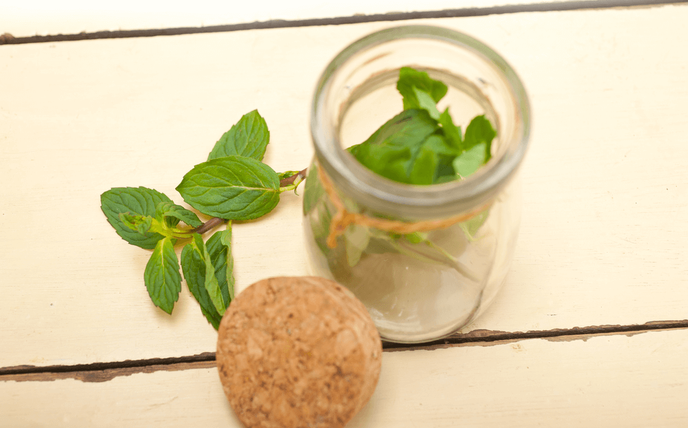 L-Theanine - Modafinil.org L-Theanine