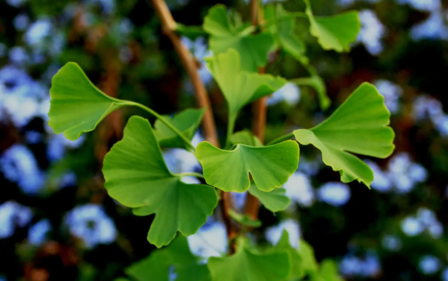 Ginkgo Biloba - Modafinil.org Ginkgo Biloba